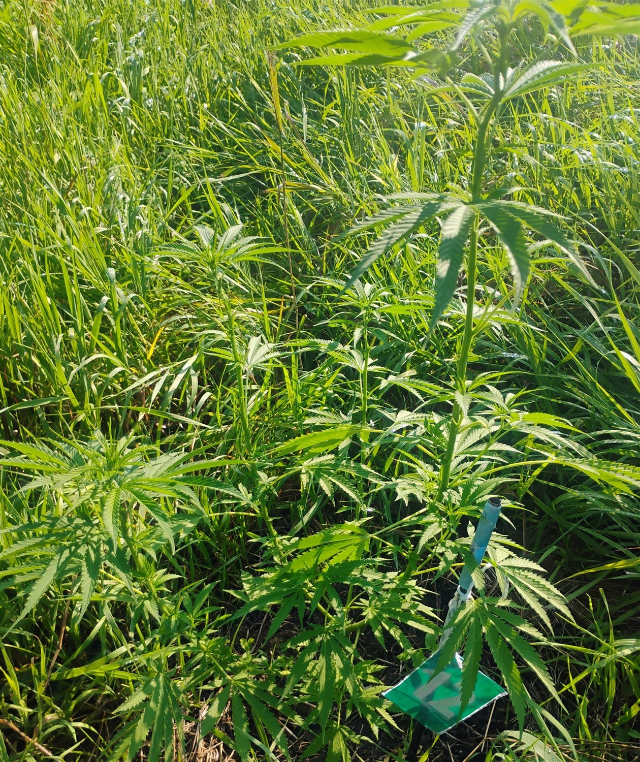 Featured Plant Image