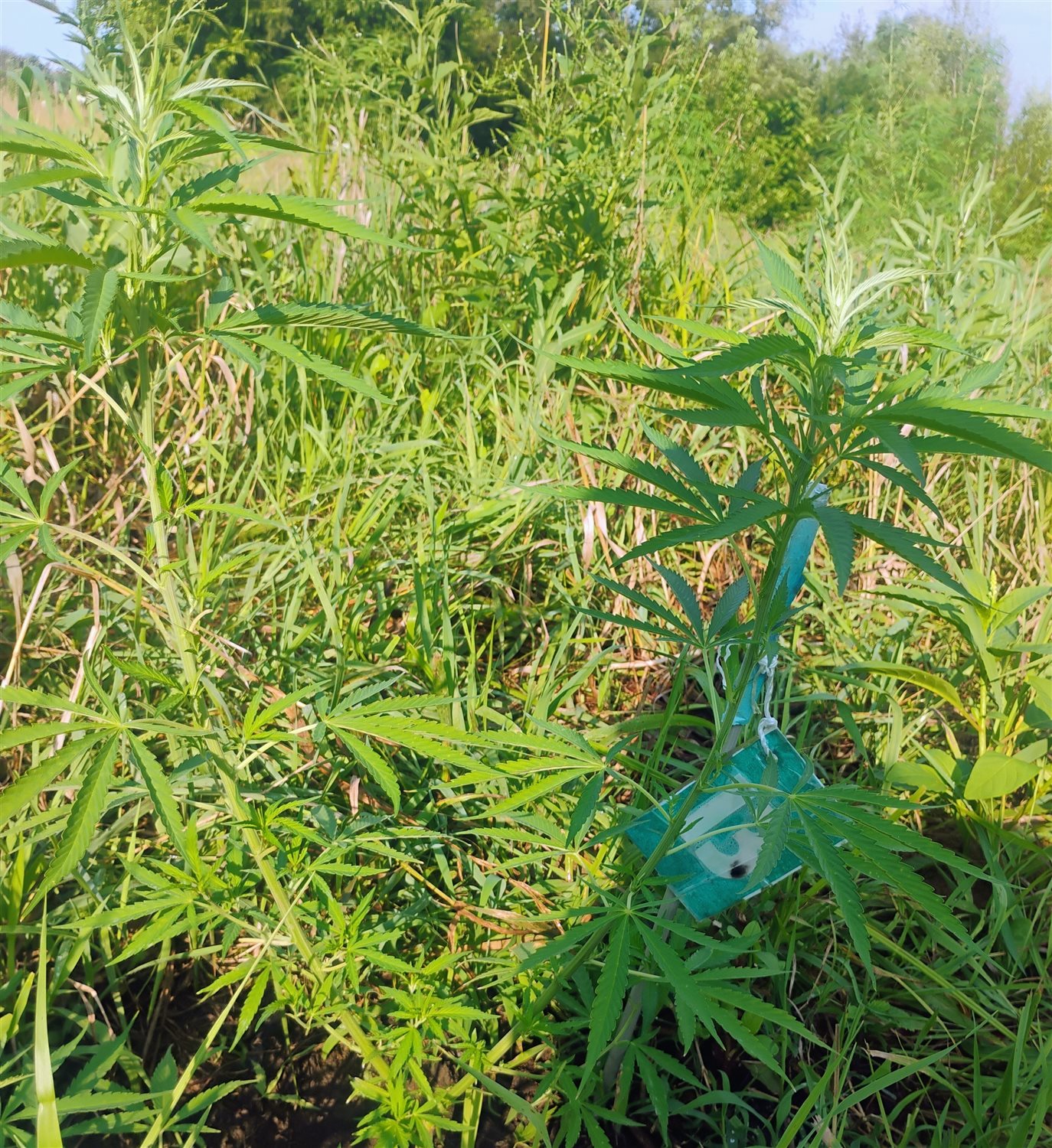 Featured Plant Image