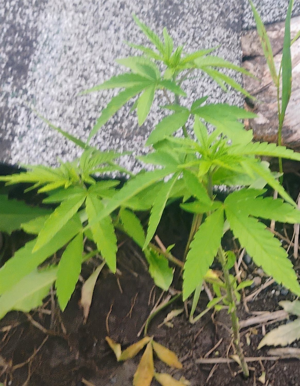 Featured Plant Image