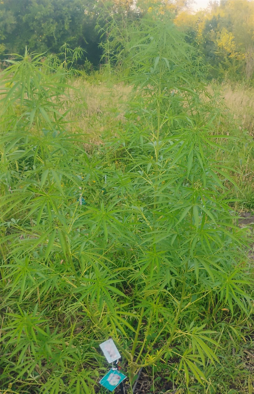 Featured Plant Image