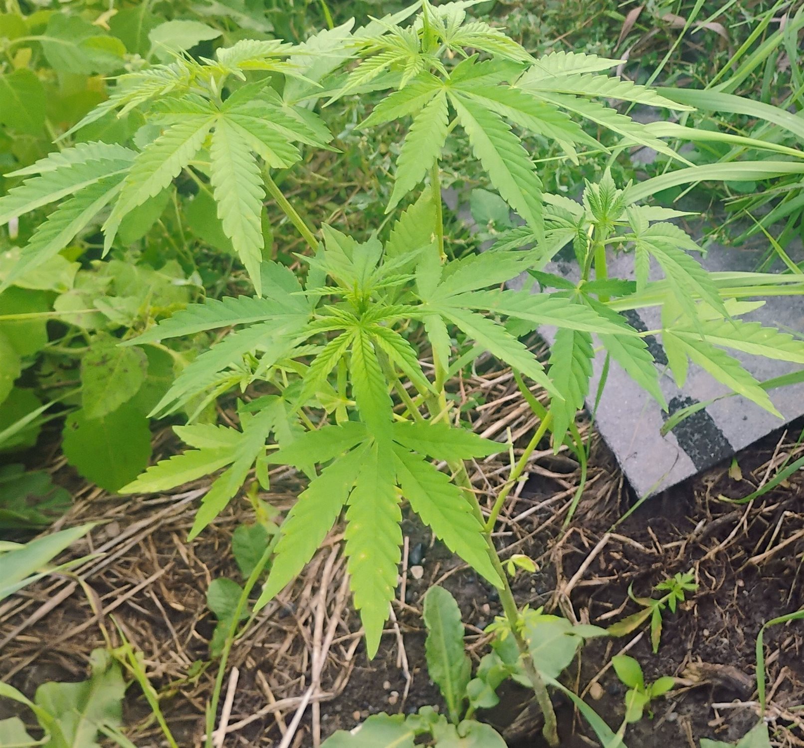 Featured Plant Image