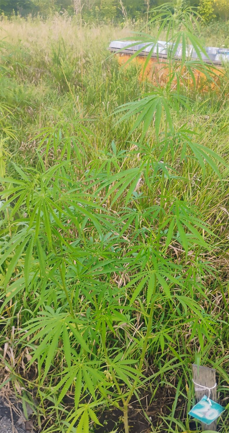 Featured Plant Image