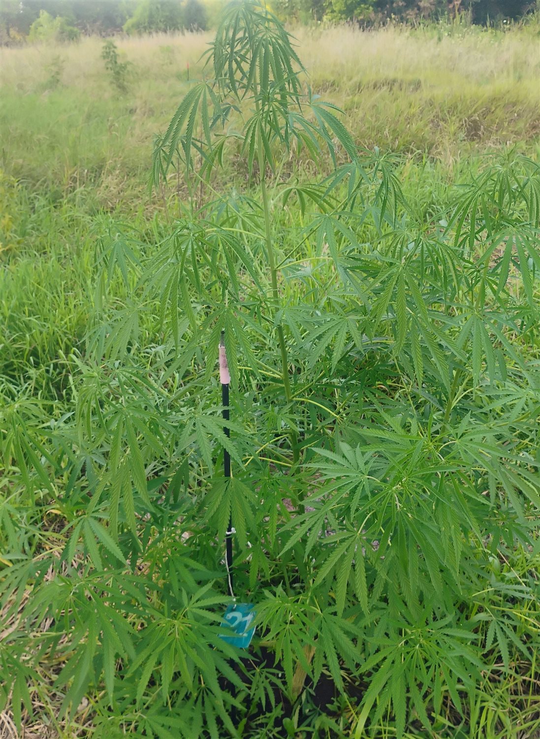 Featured Plant Image