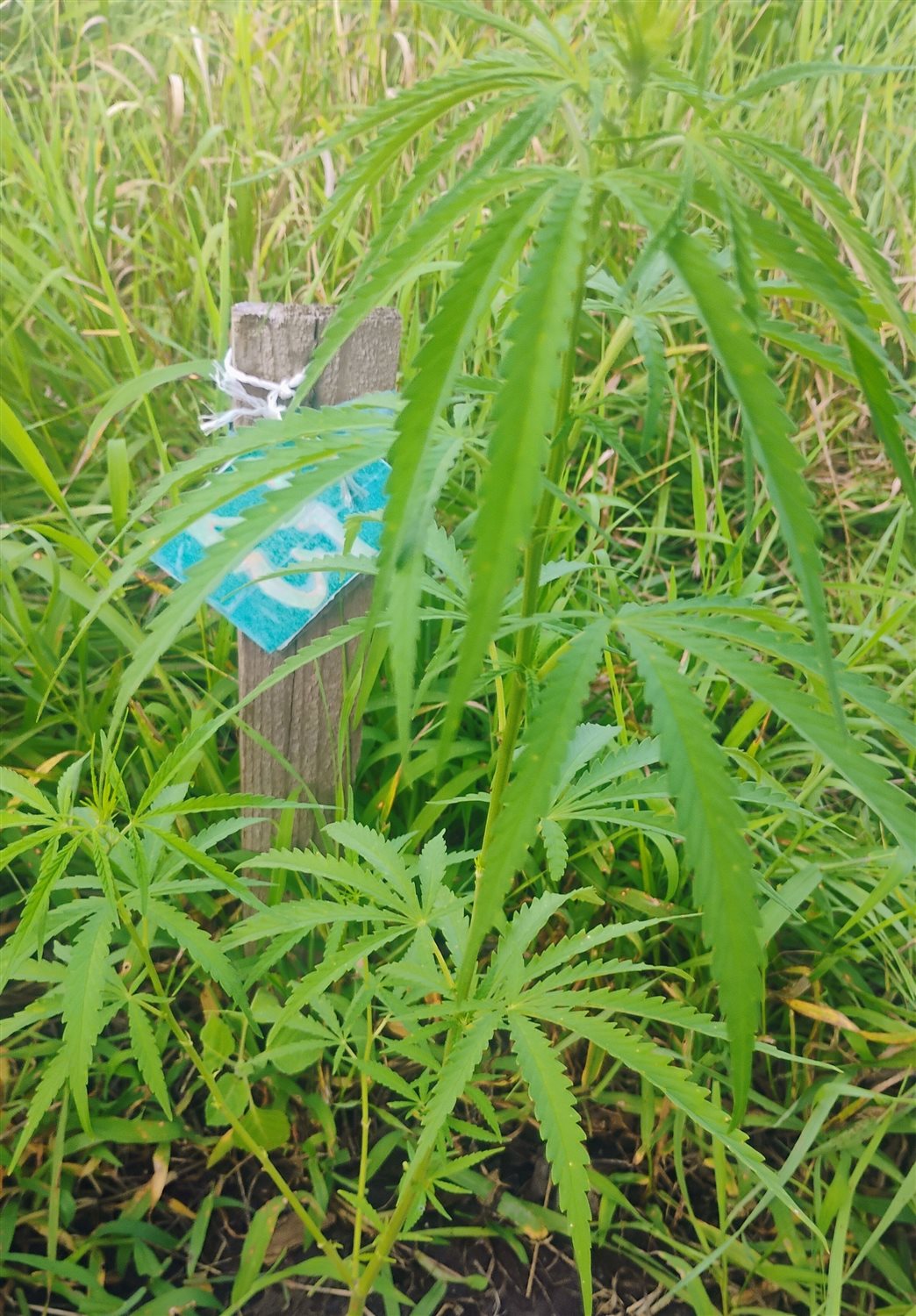 Featured Plant Image