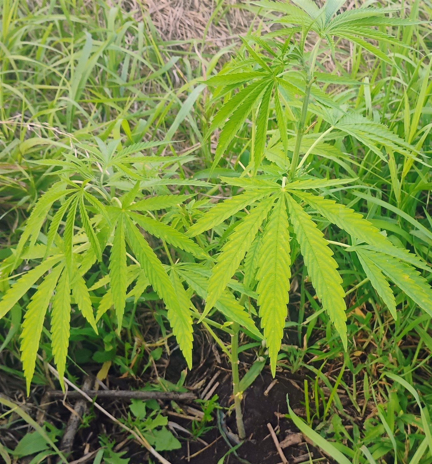 Featured Plant Image