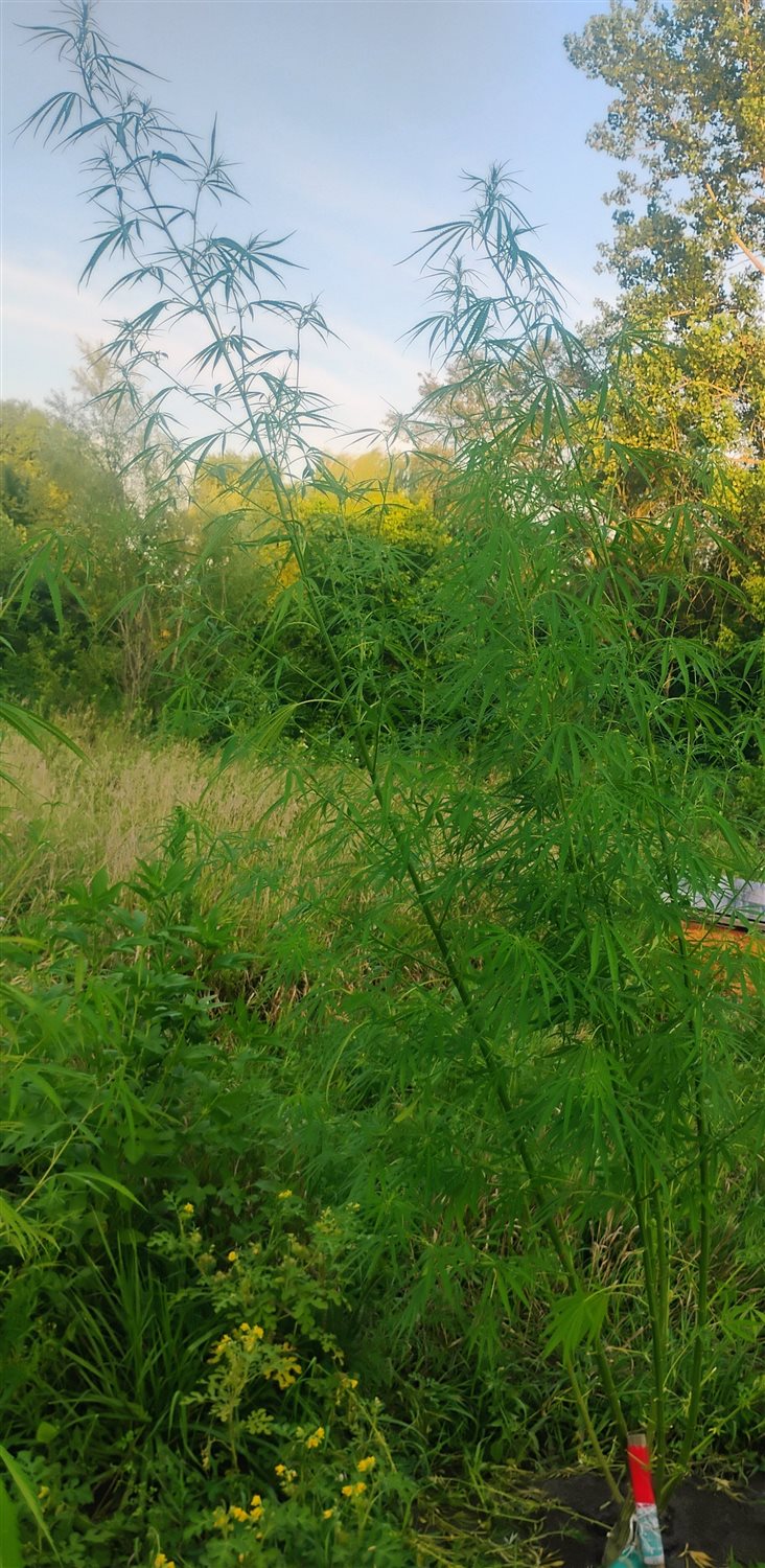 Featured Plant Image