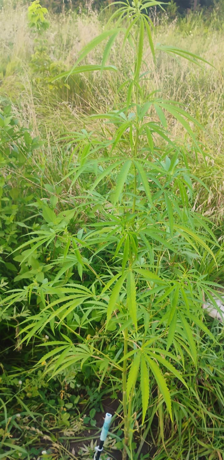 Featured Plant Image