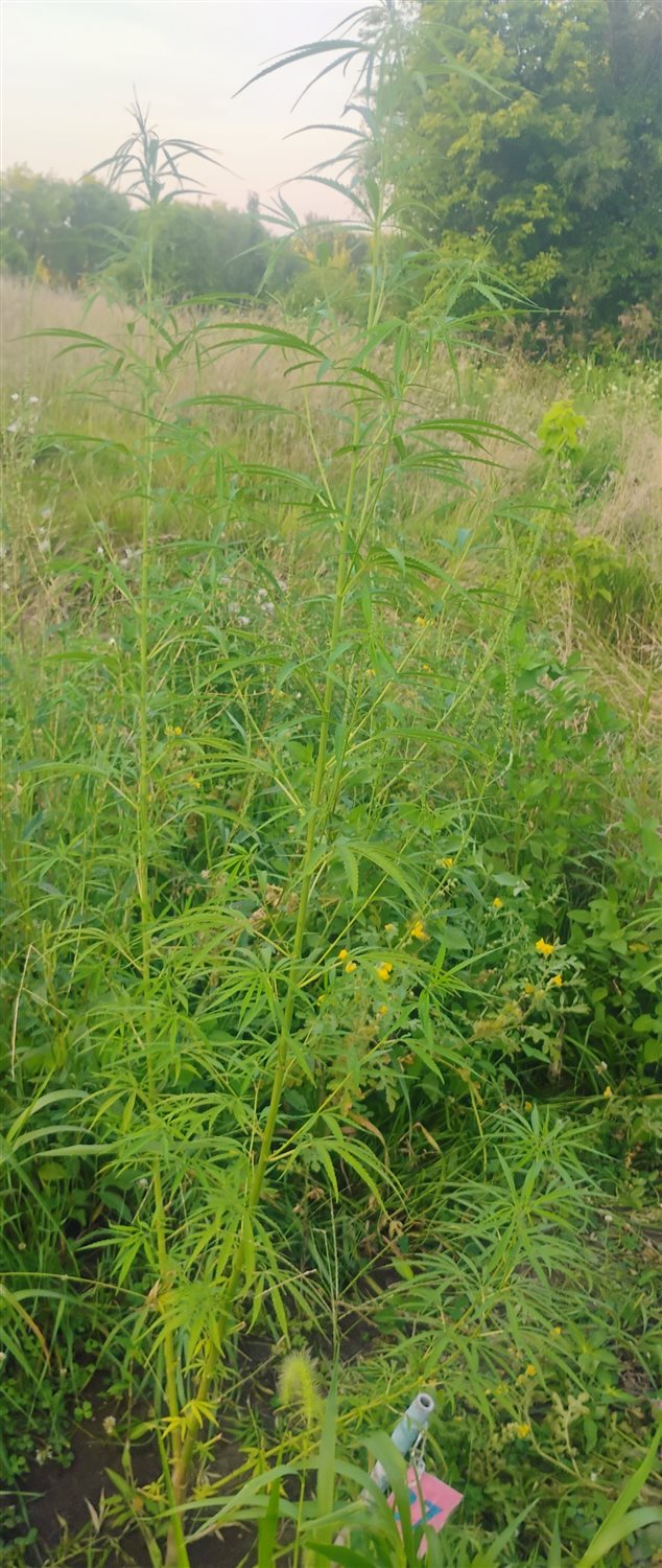 Featured Plant Image