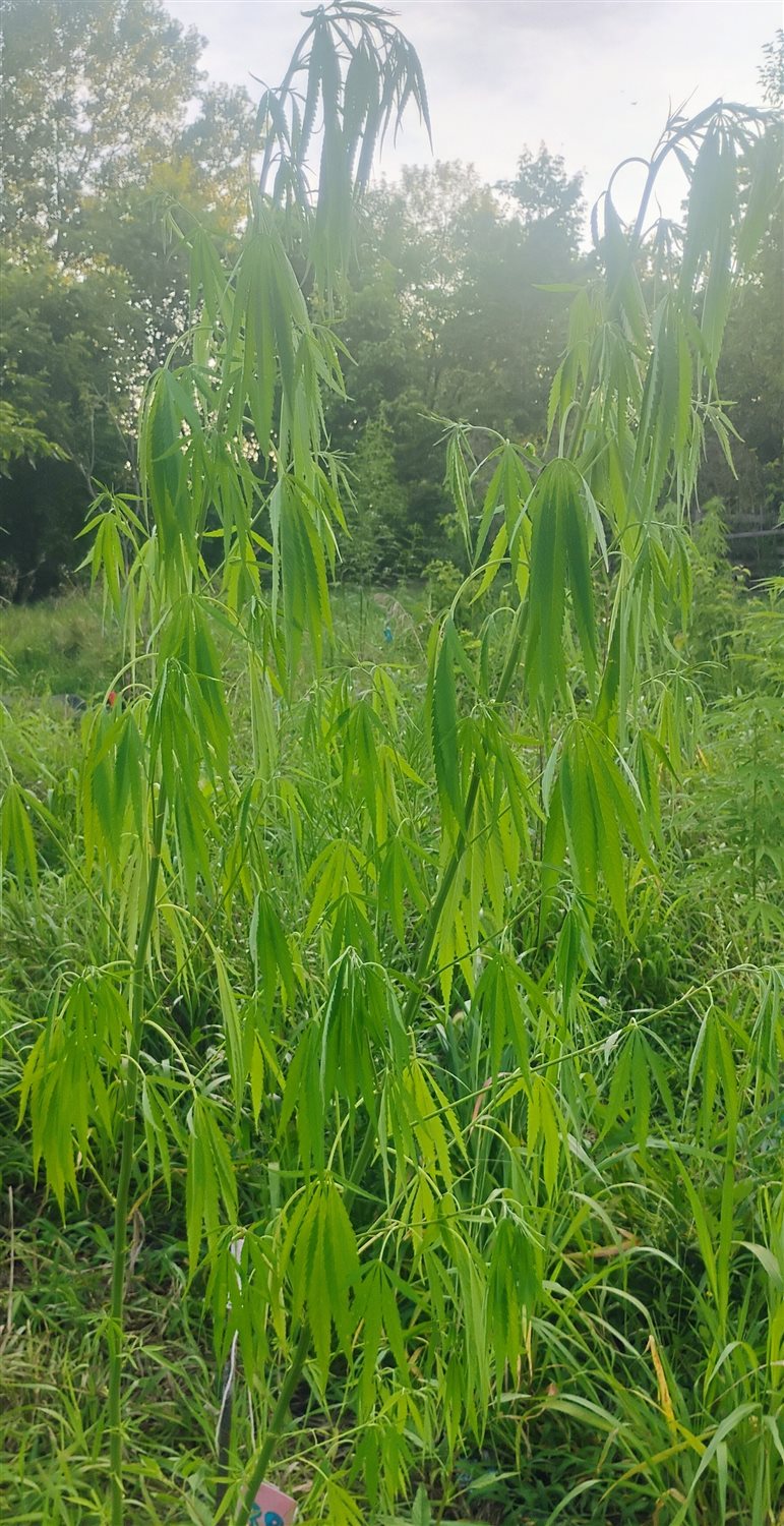 Featured Plant Image