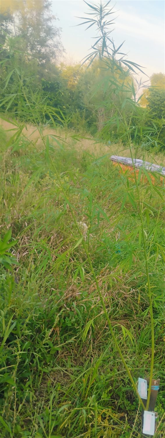 Featured Plant Image