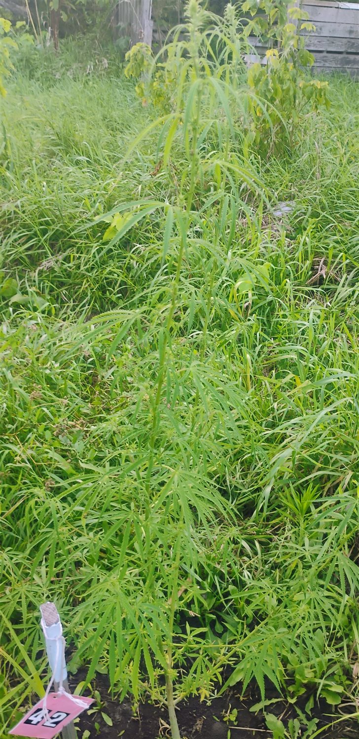 Featured Plant Image