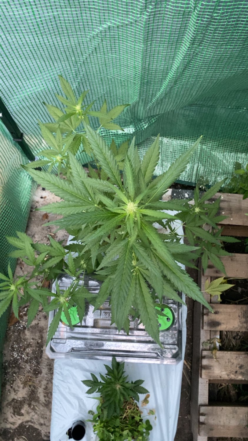 Featured Plant Image