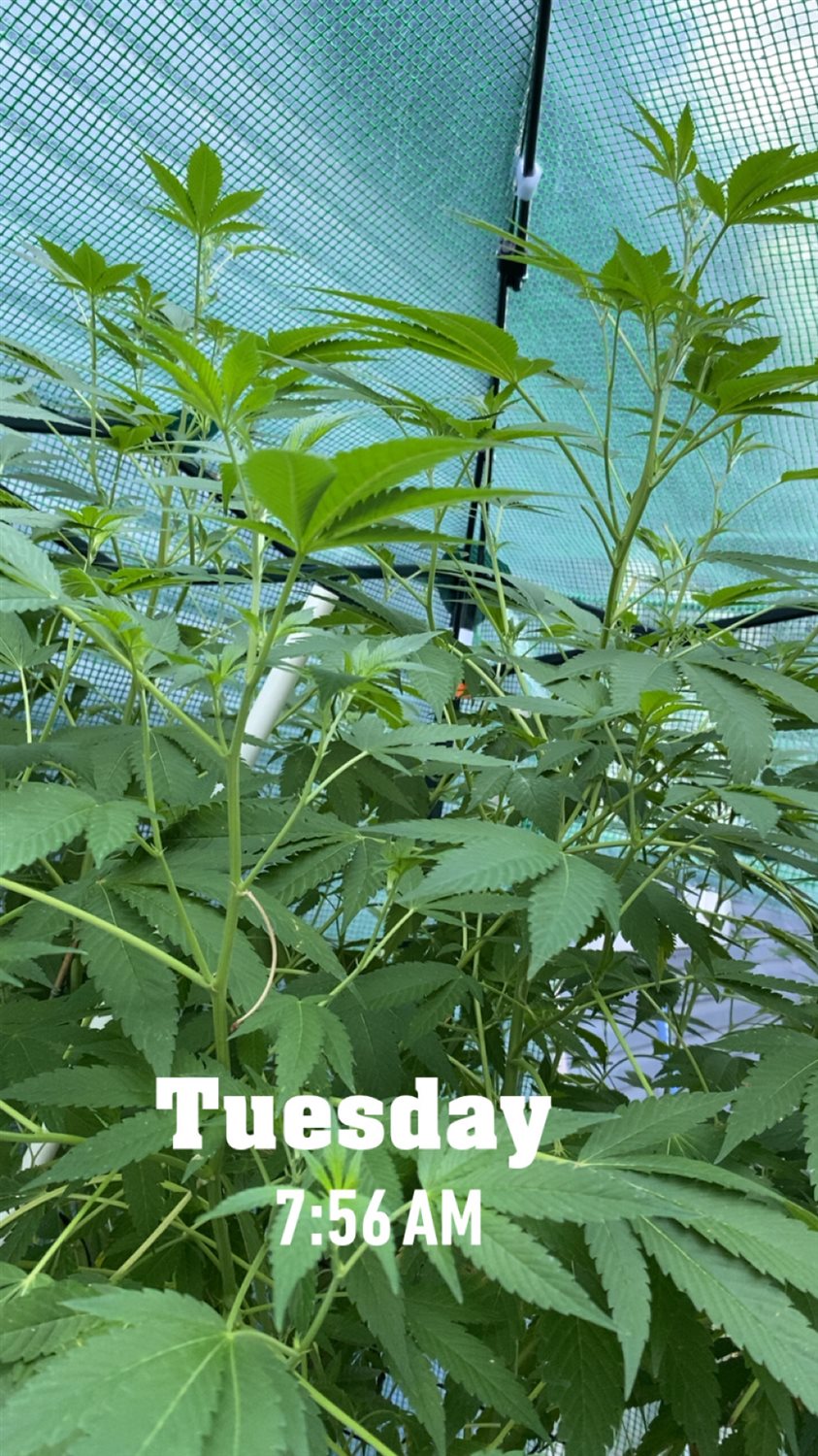 Featured Plant Image