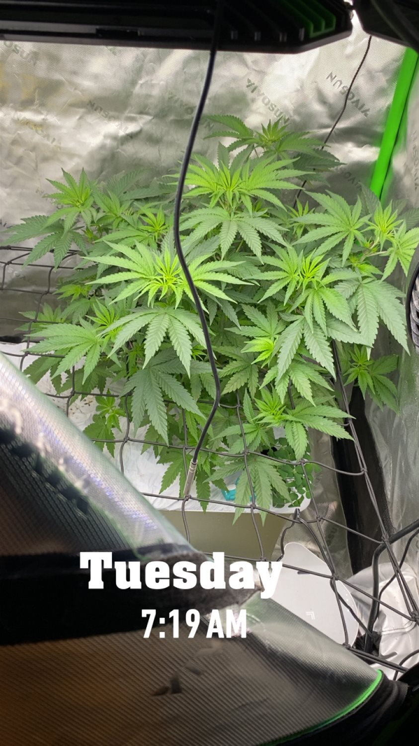 Featured Plant Image