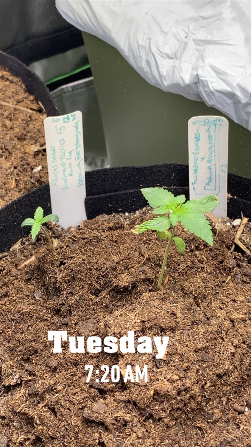 Featured Plant Image