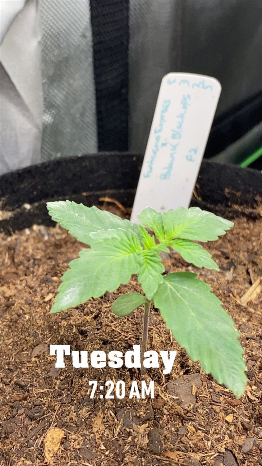 Featured Plant Image