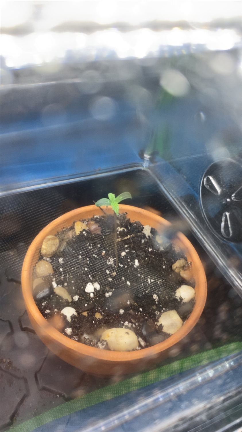 Featured Plant Image