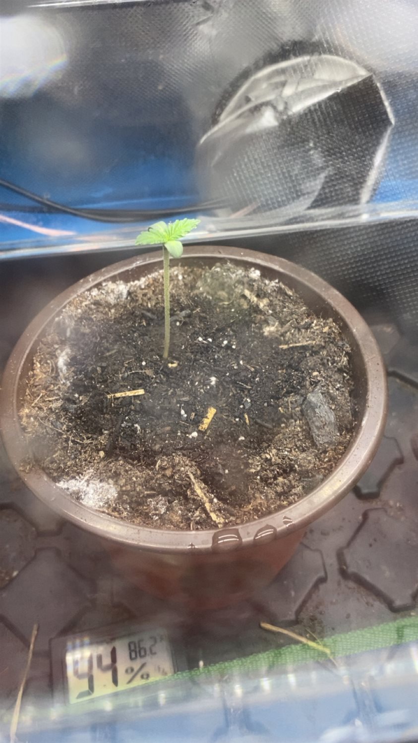 Featured Plant Image