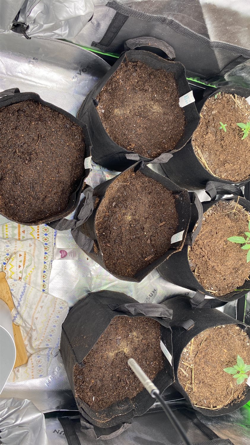 Featured Plant Image