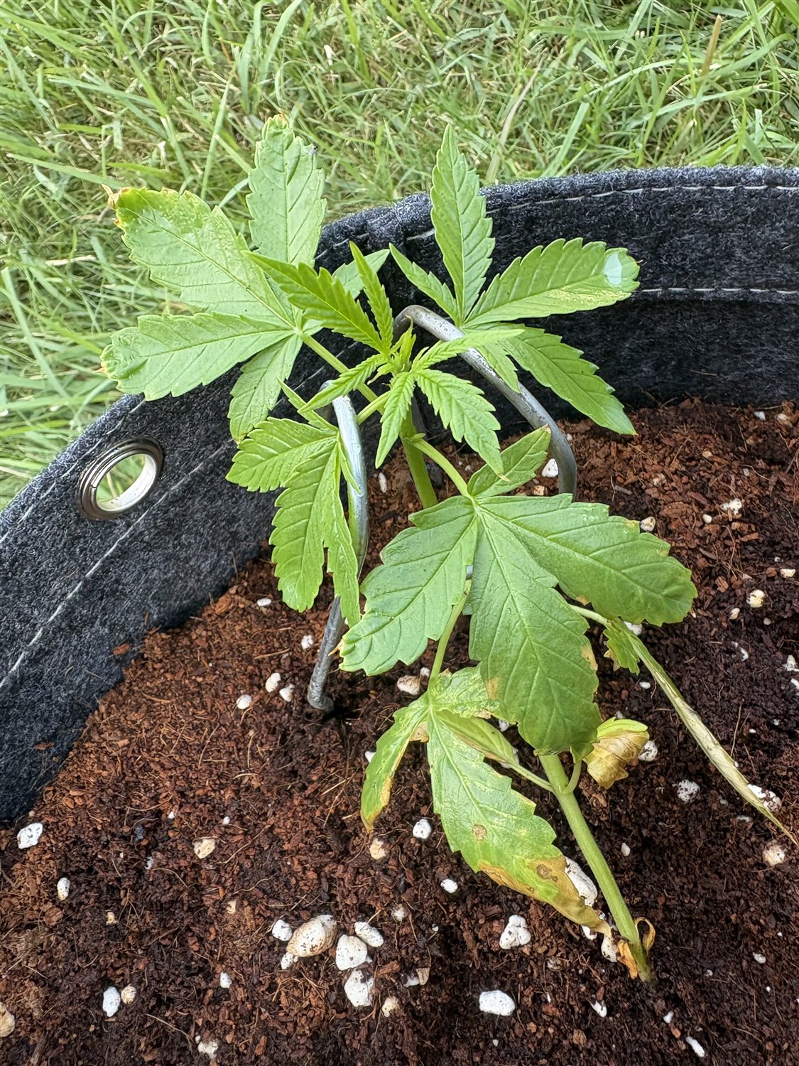 Featured Plant Image