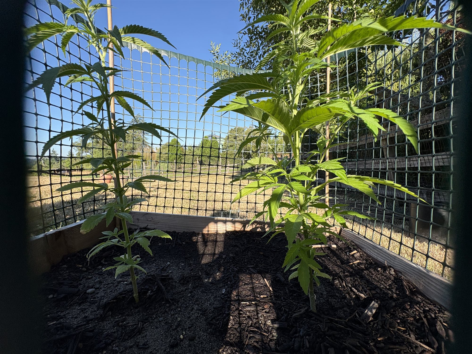 Featured Plant Image