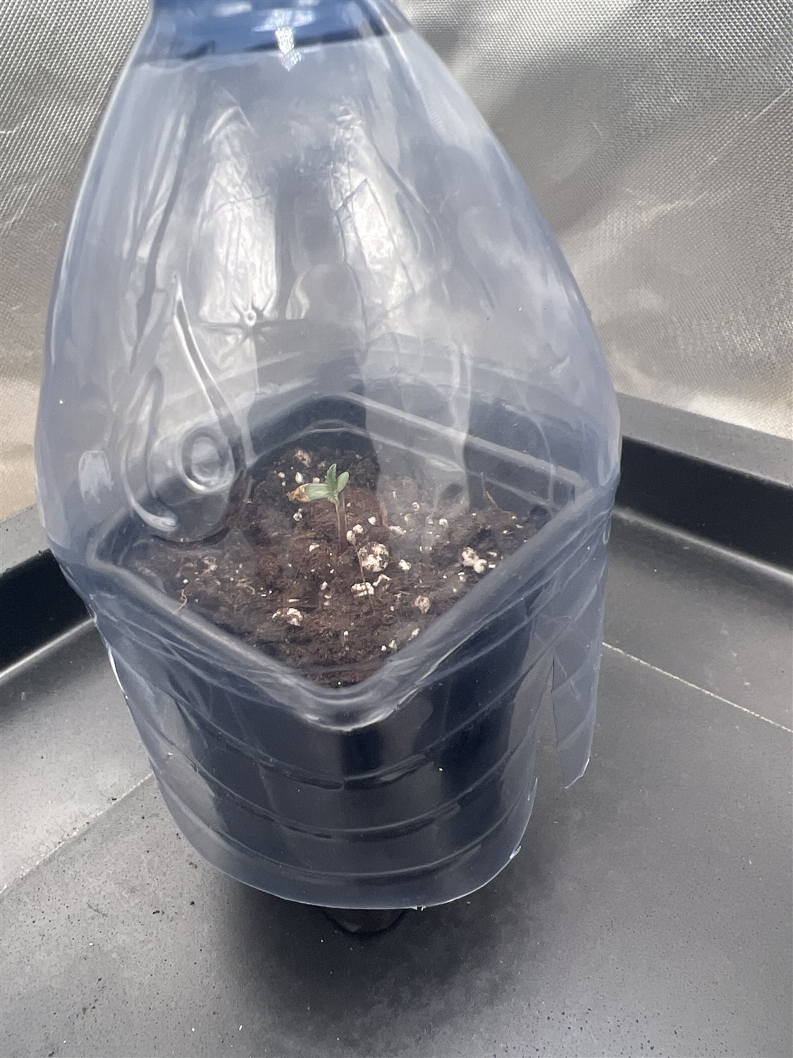 Featured Plant Image