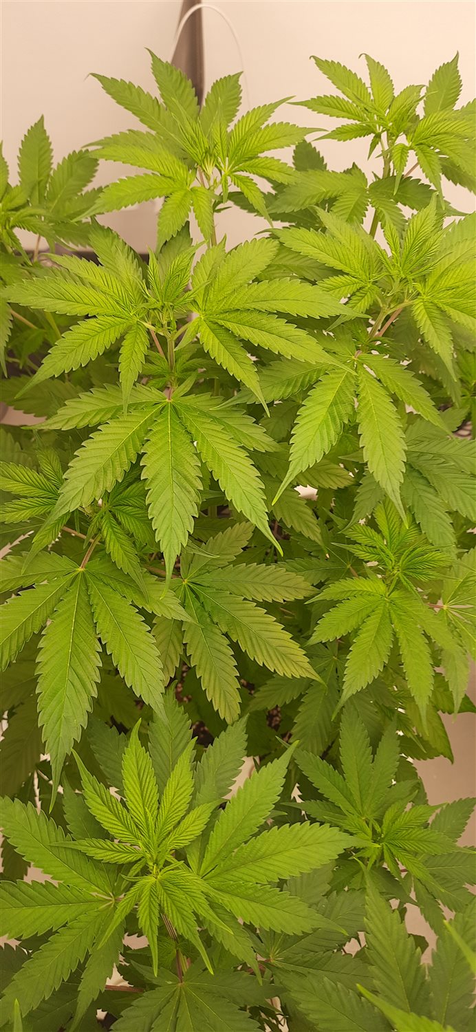 Featured Plant Image