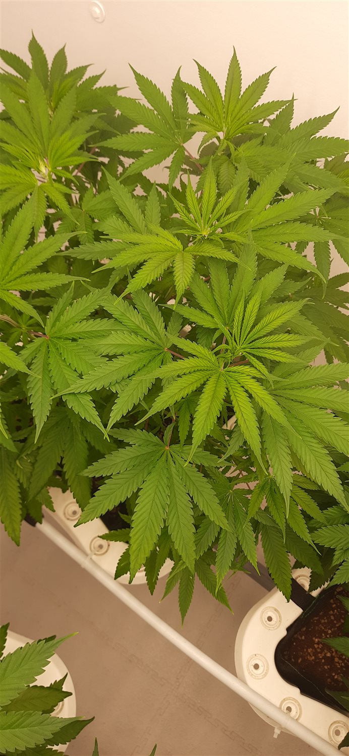 Featured Plant Image