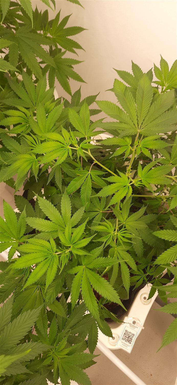 Featured Plant Image