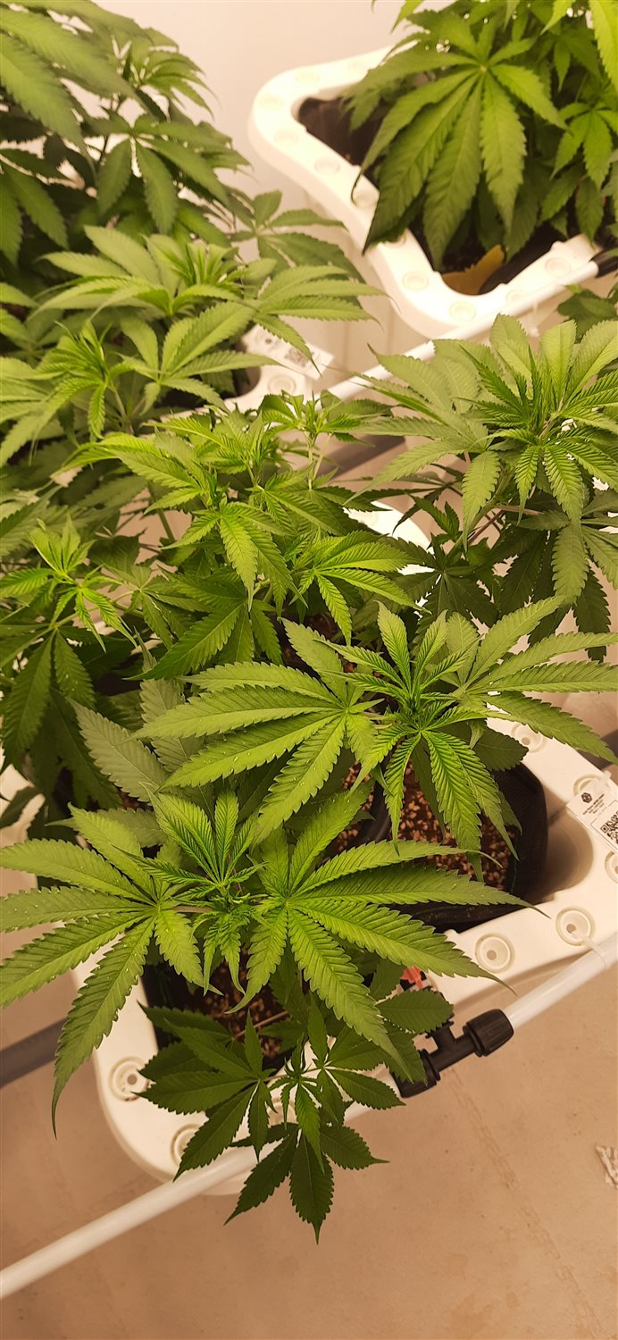 Featured Plant Image