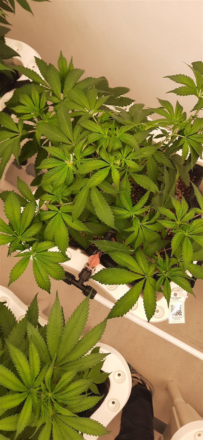 Featured Plant Image