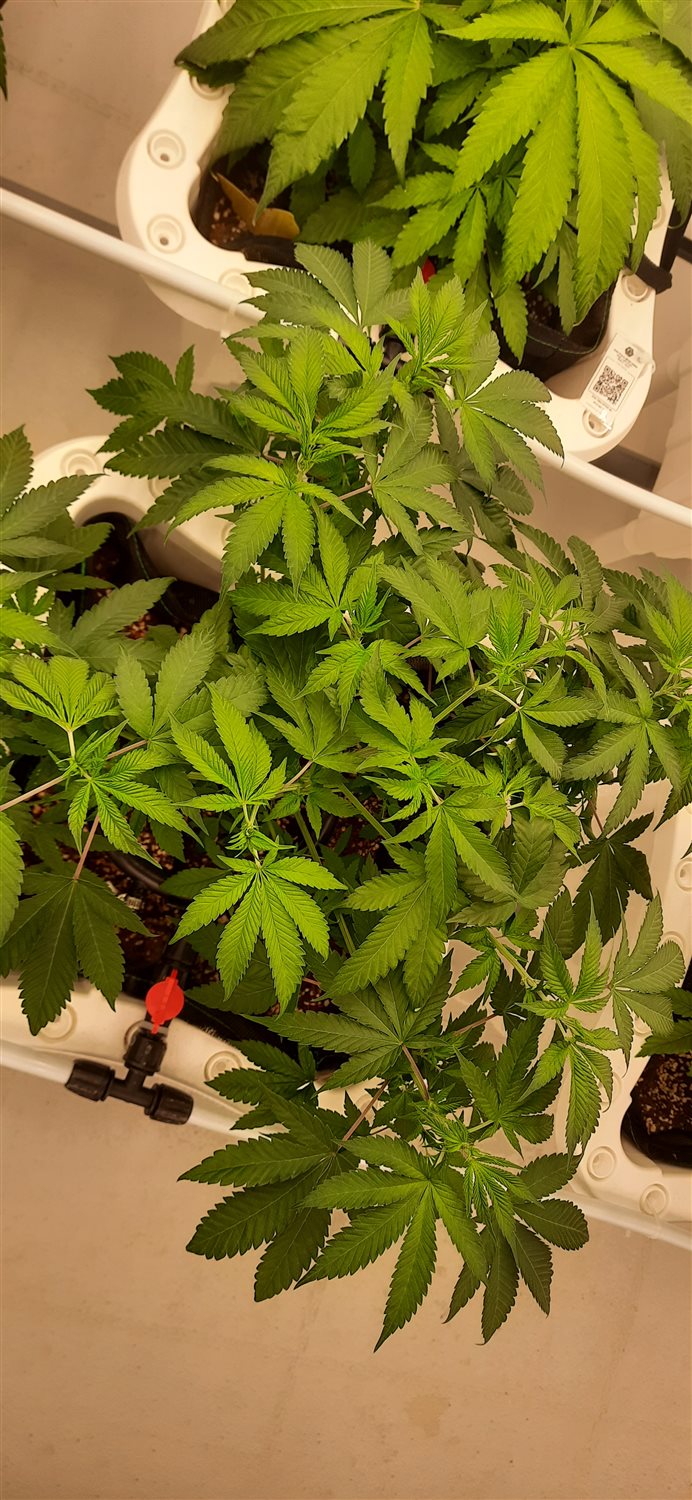 Featured Plant Image