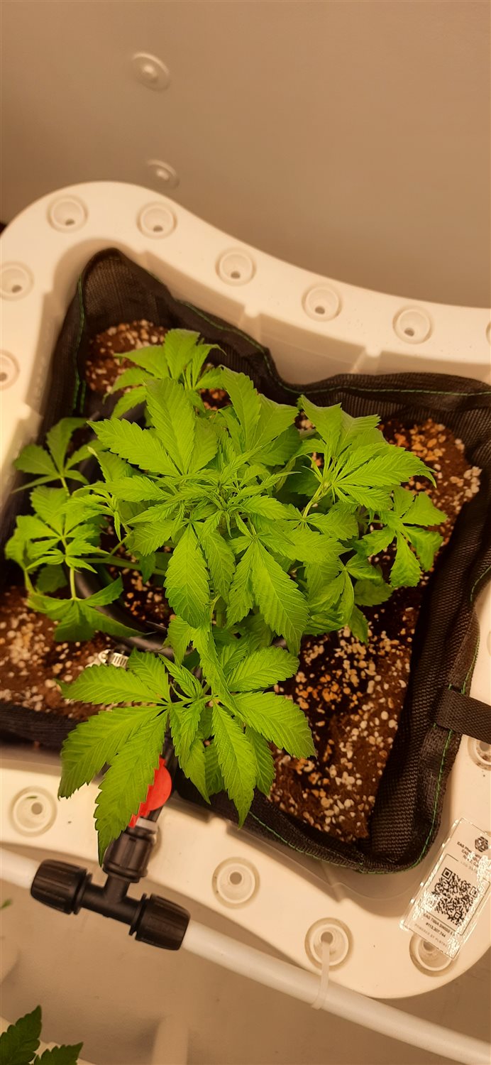 Featured Plant Image