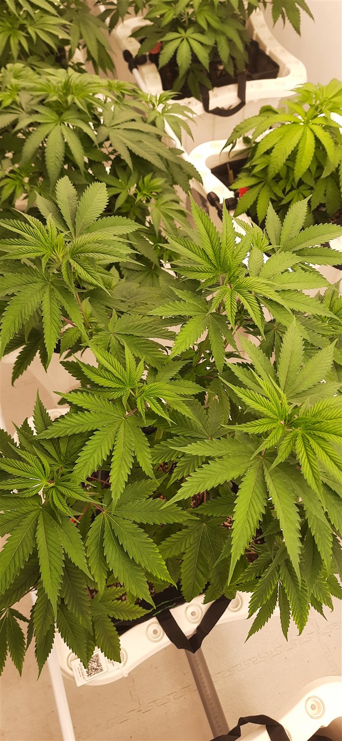 Featured Plant Image