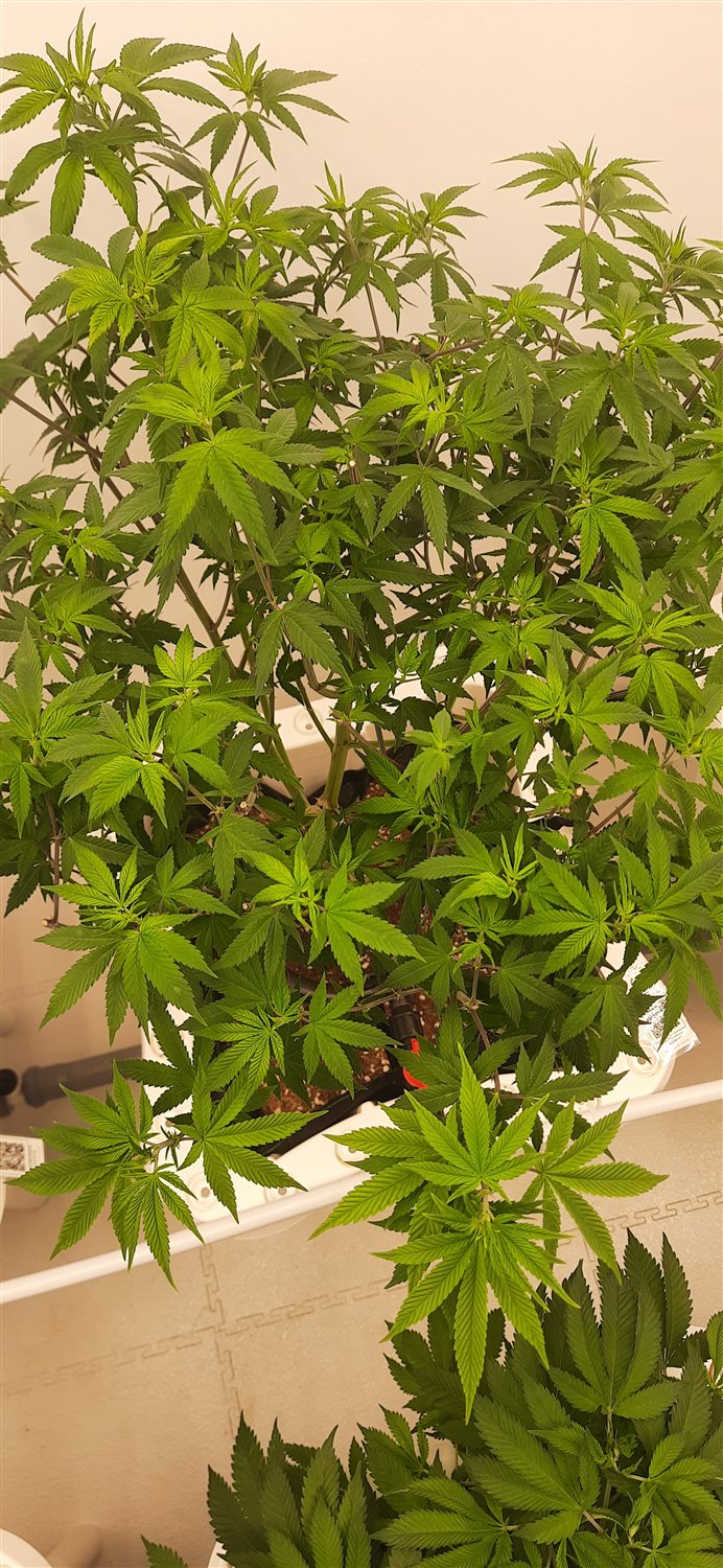 Featured Plant Image