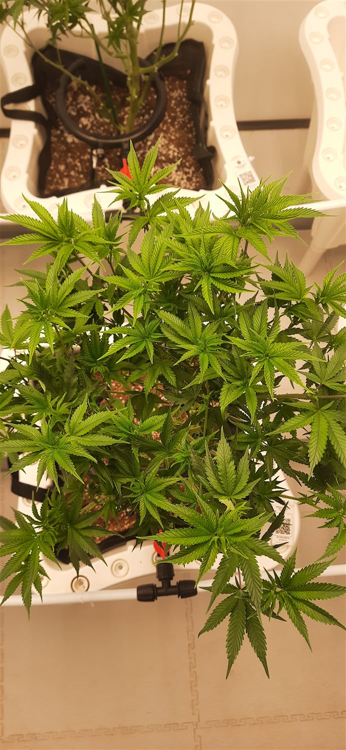 Featured Plant Image