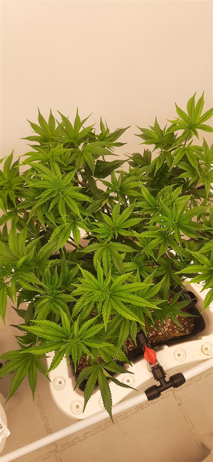 Featured Plant Image