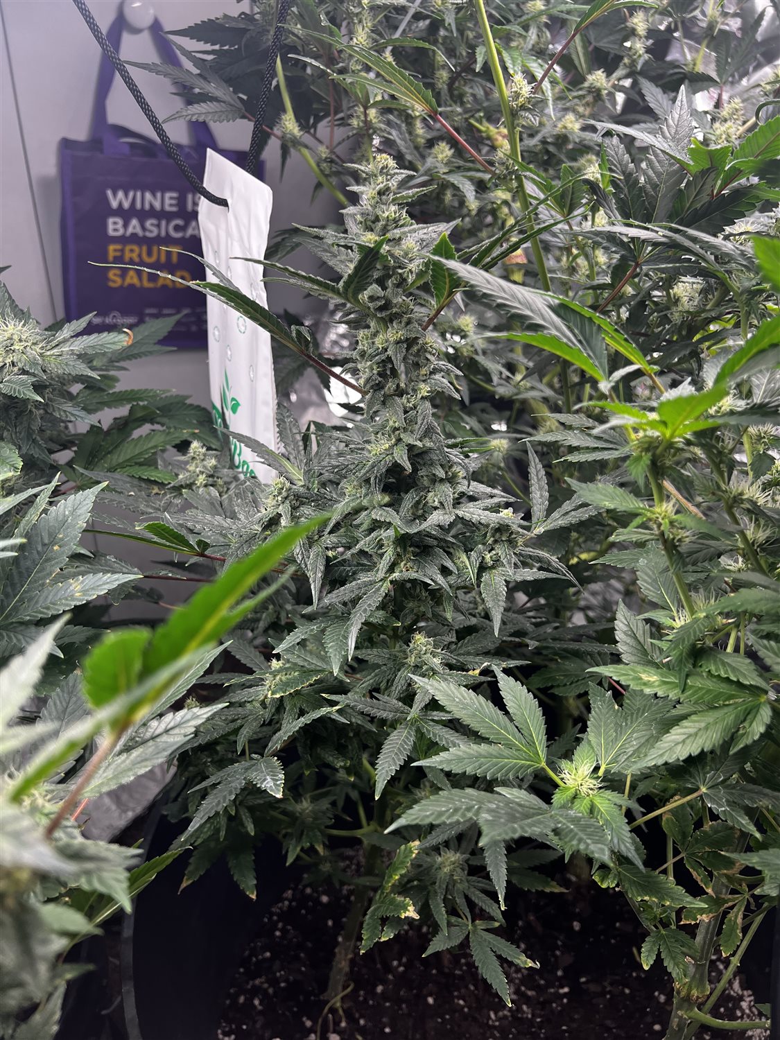 Featured Plant Image