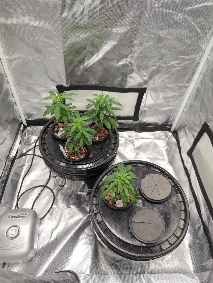 Featured Plant Image