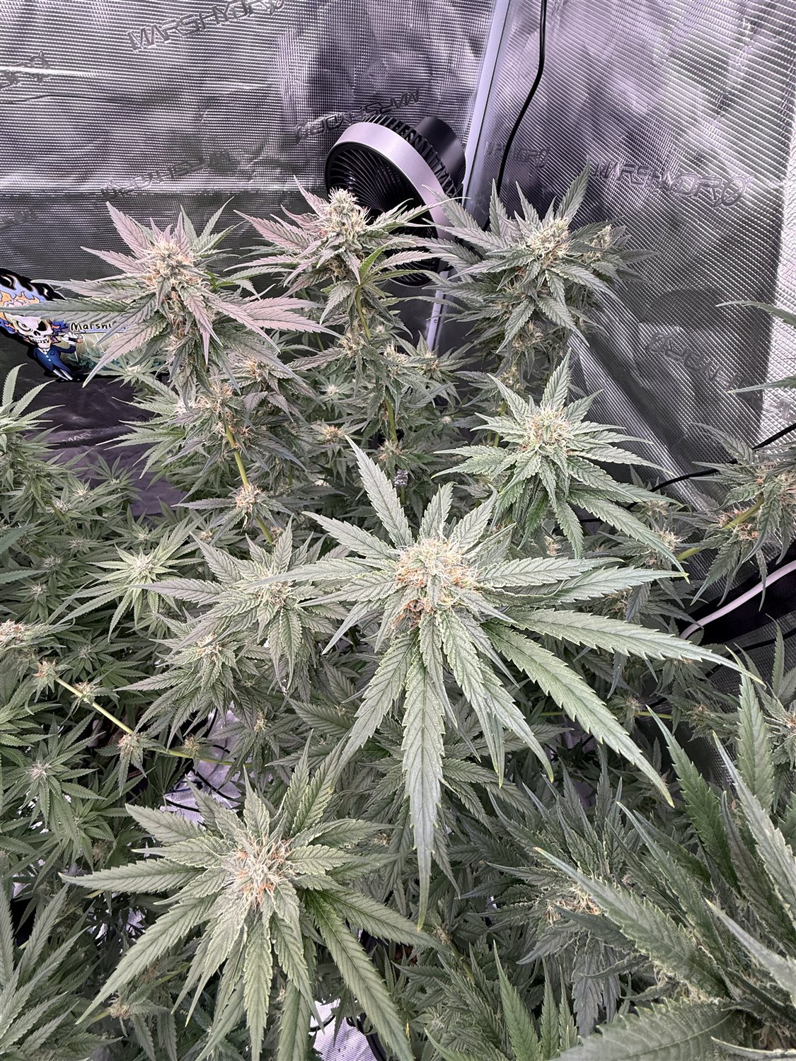 Featured Plant Image