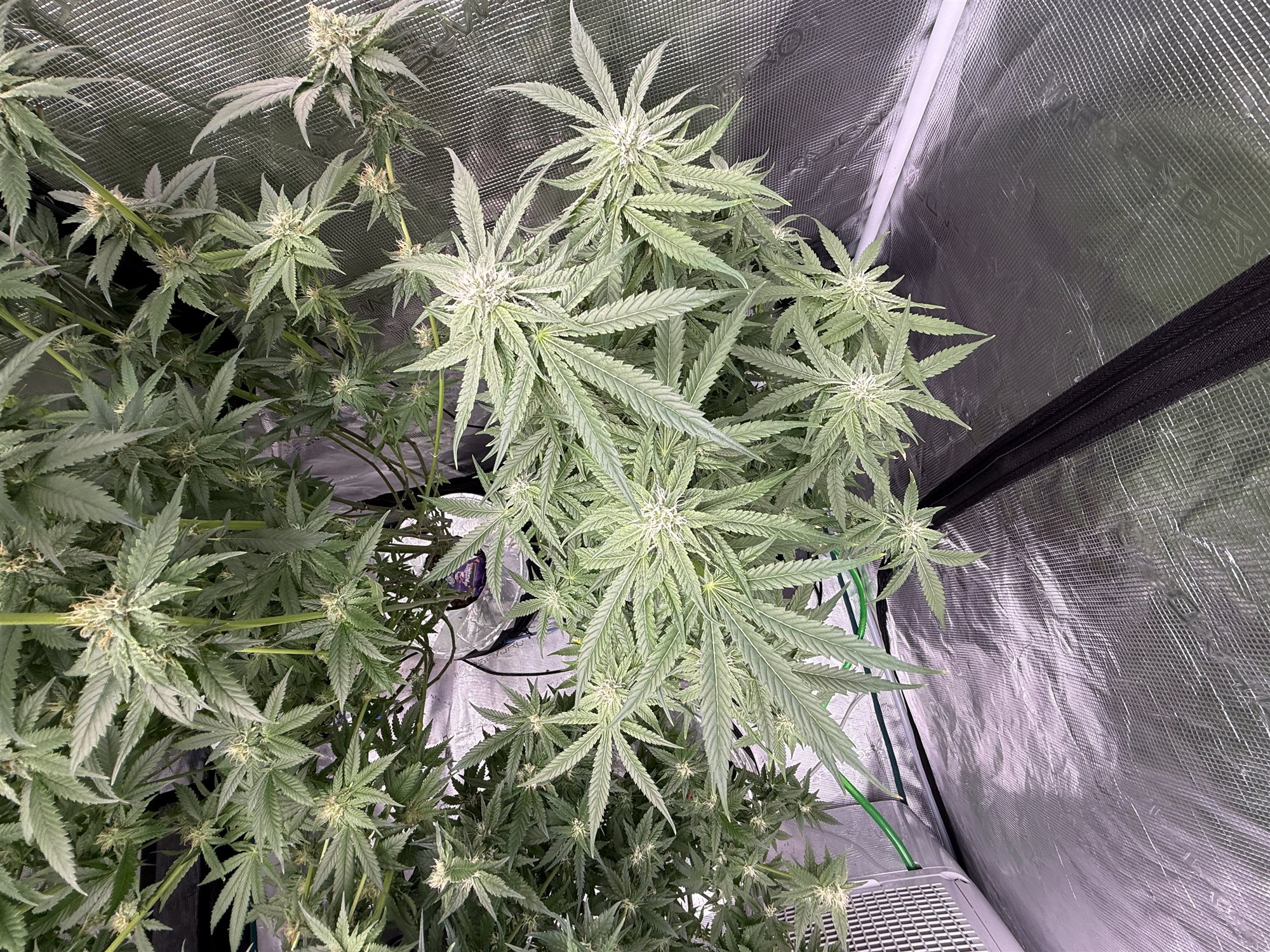 Featured Plant Image