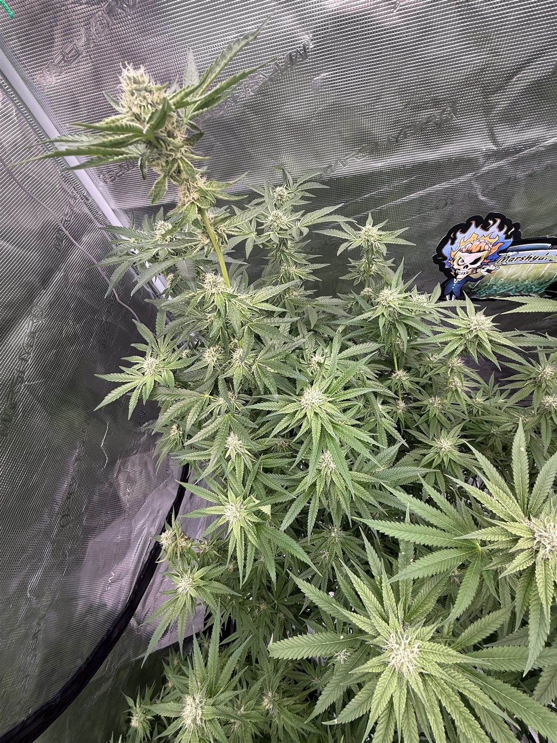 Featured Plant Image