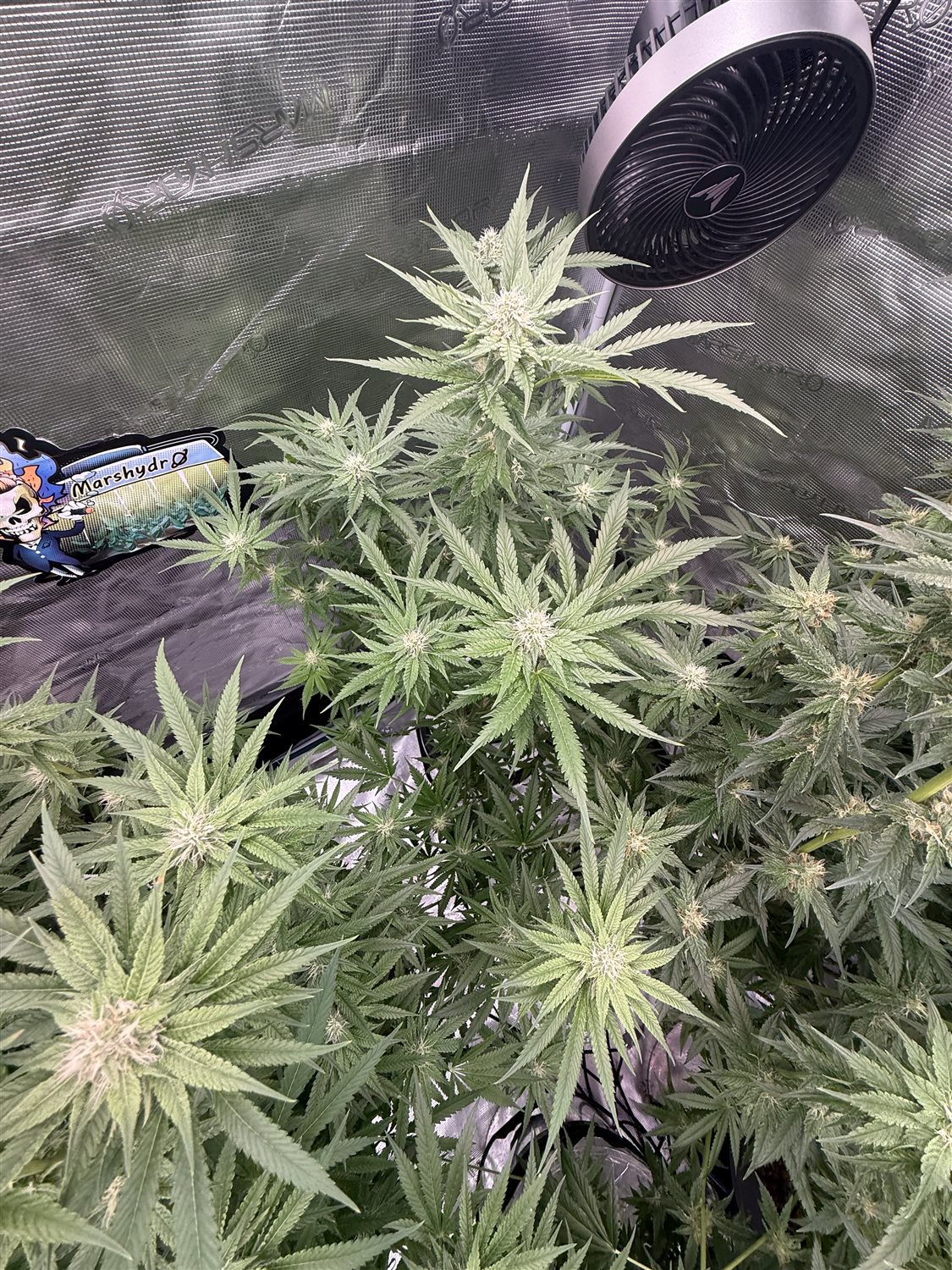 Featured Plant Image