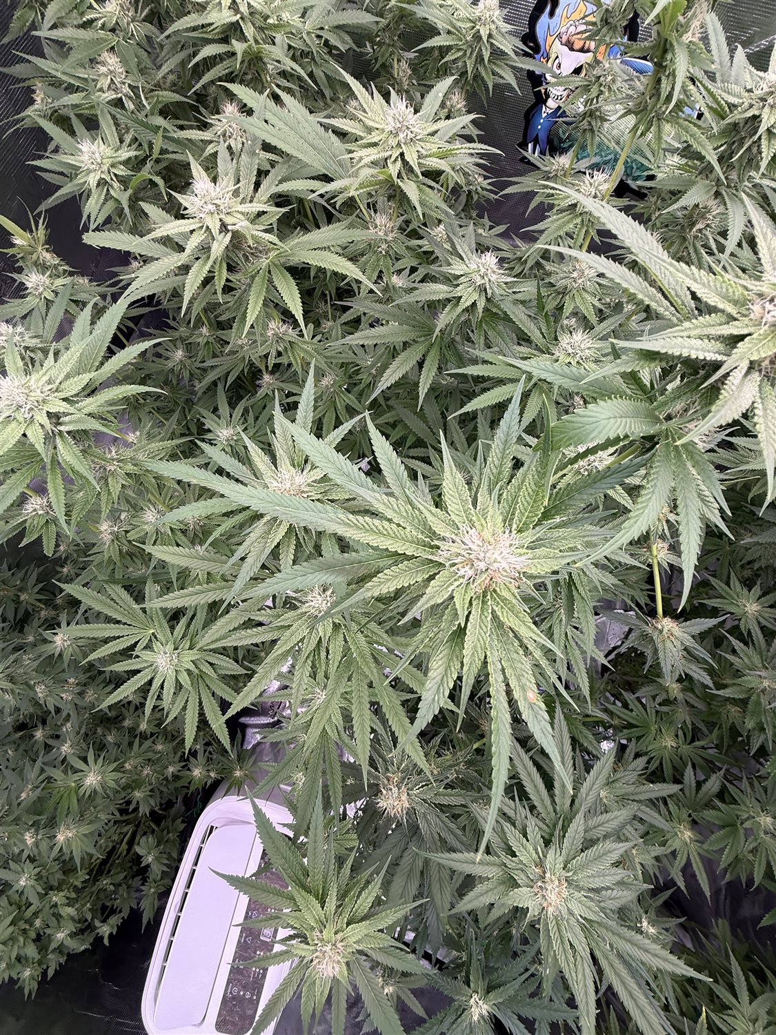 Featured Plant Image