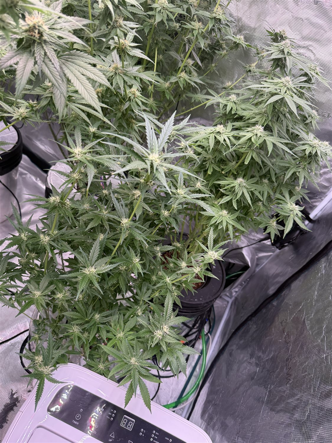 Featured Plant Image