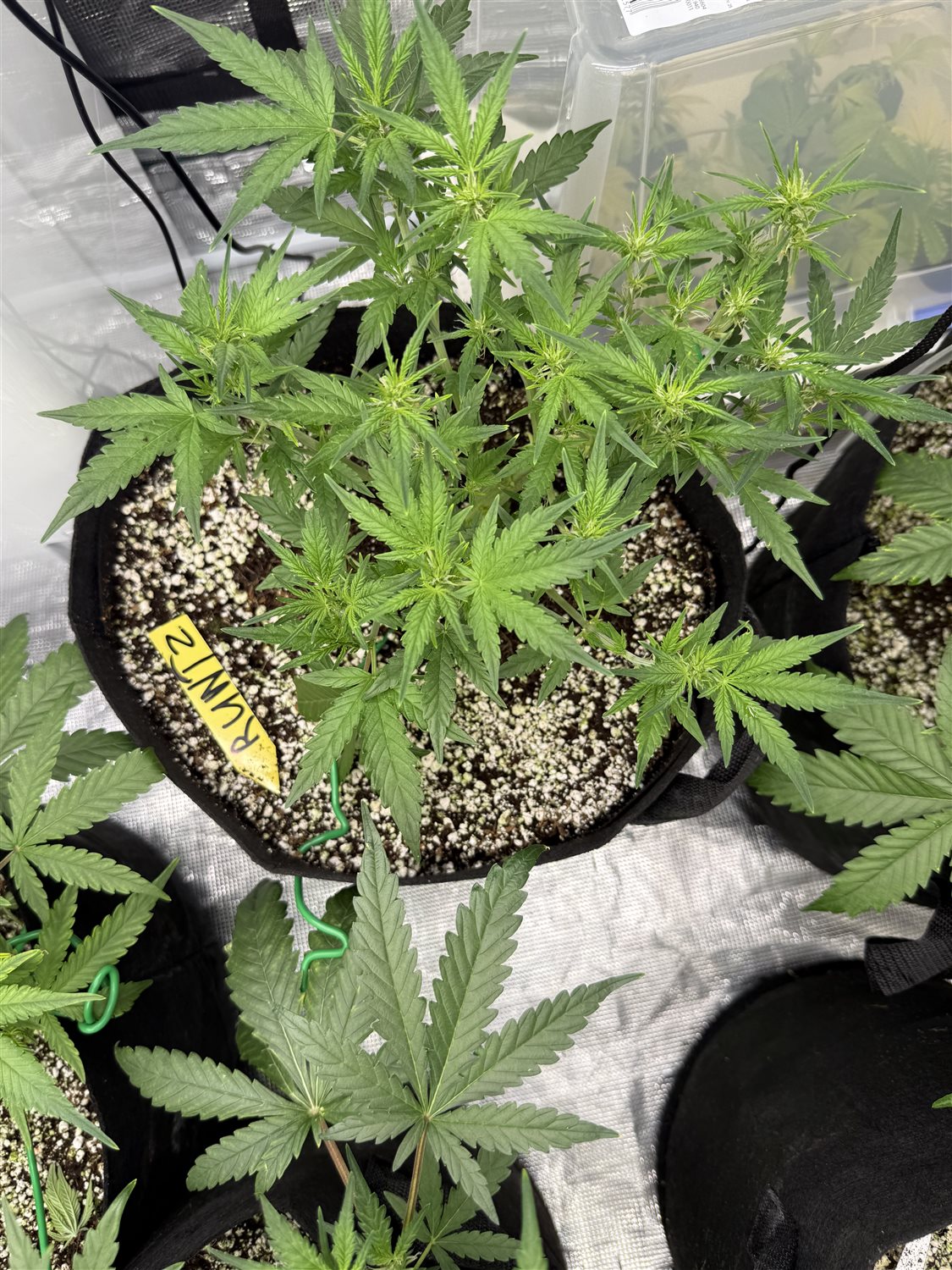 Featured Plant Image