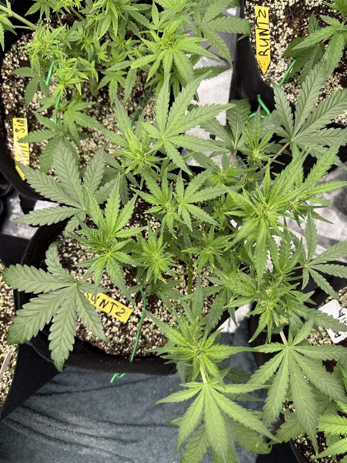 Featured Plant Image