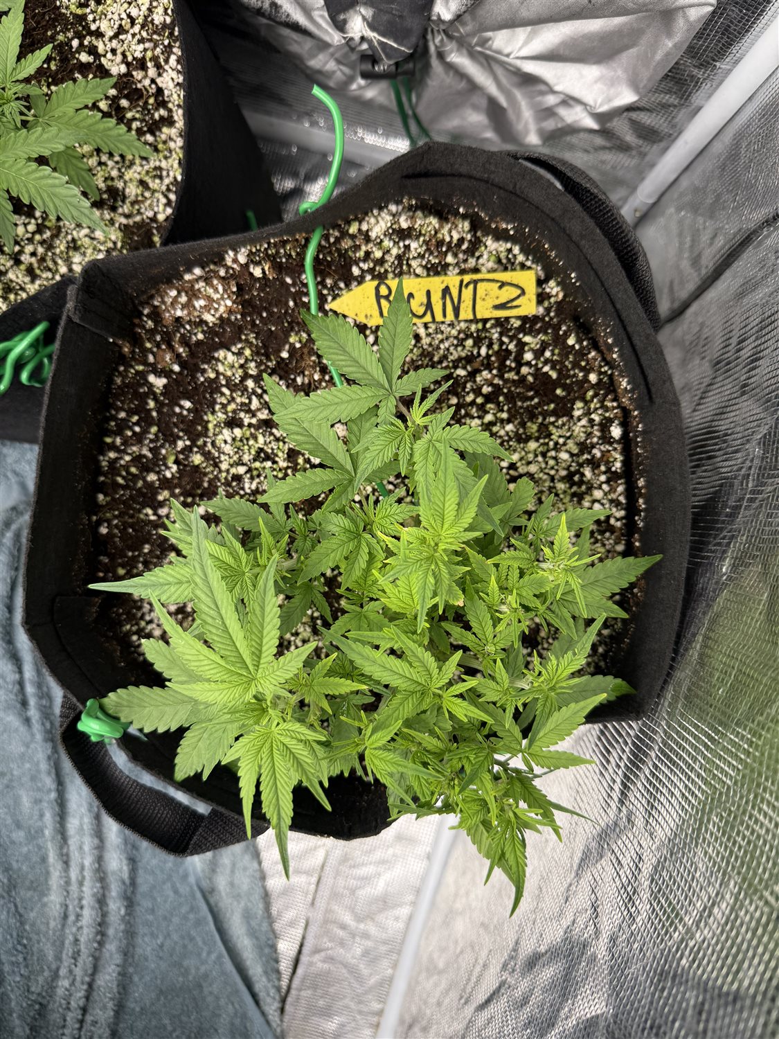 Featured Plant Image