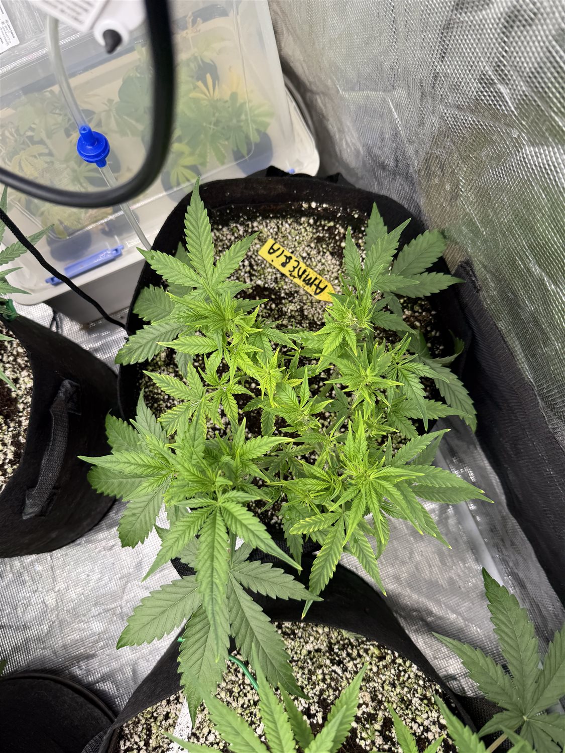 Featured Plant Image