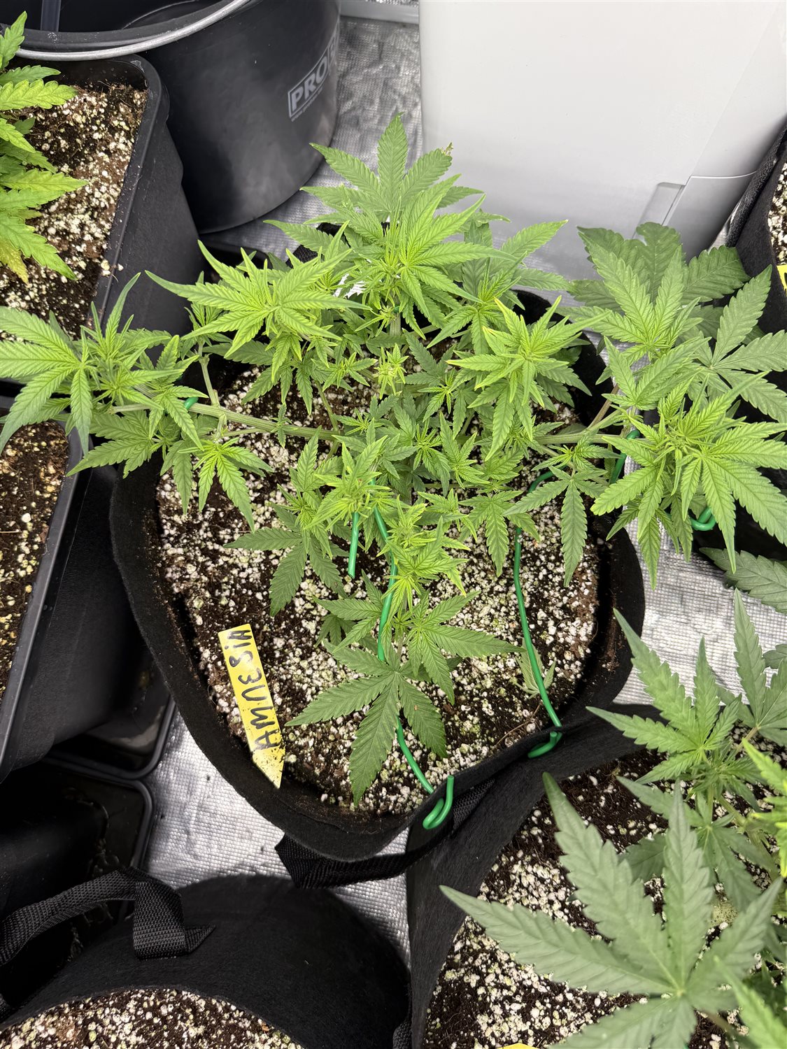 Featured Plant Image